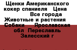 Щенки Американского кокер спаниеля › Цена ­ 15 000 - Все города Животные и растения » Собаки   . Ярославская обл.,Переславль-Залесский г.